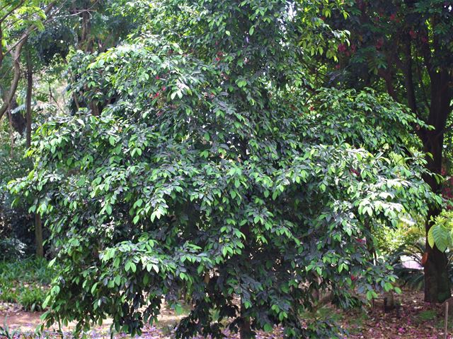 Celtis milbraedii Red fruited White Stinkwood