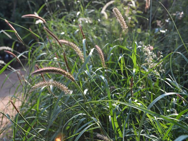 Cenchrus ciliaris ornamental grass