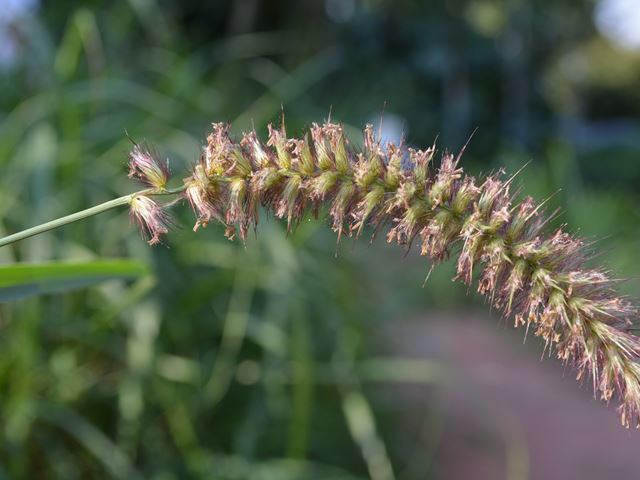 Cenchrus ciliaris spike of flowers