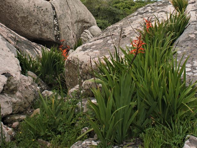 Chasmanthe floribunda indigenous rock gardens