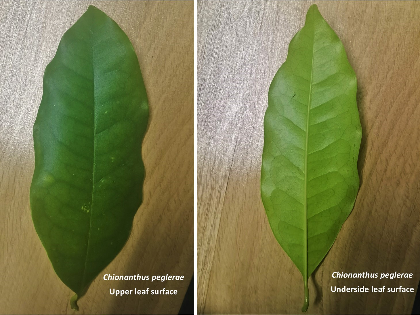 Chionanthus peglerae Giant Pock-ironwood Bospokysterhout isizimane ...