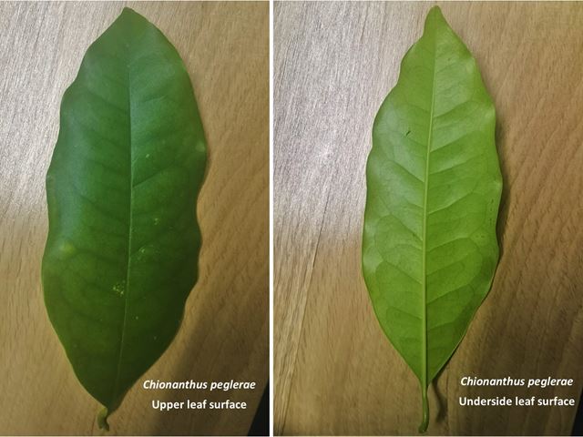 Chionanthus peglerae Giant Pock-ironwood Bospokysterhout isizimane ...