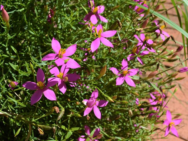 Chironia laxa flowering grassland plant