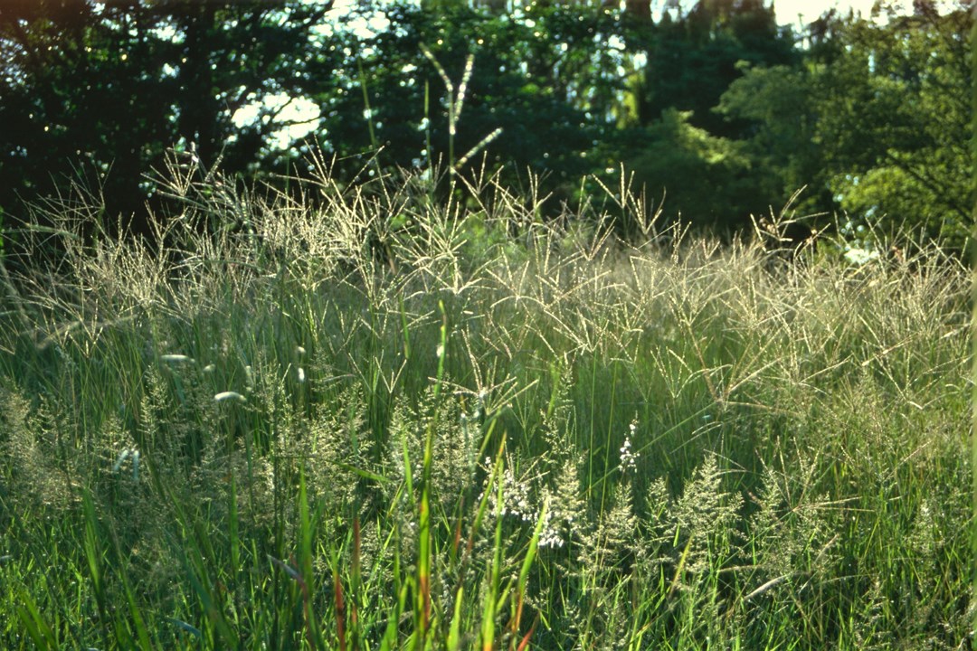 Chloris gayana Rhodes Grass Rhodesgras