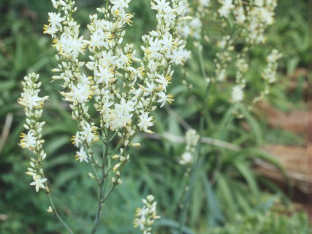 Chlorophytum krookianum spikes of white flowers