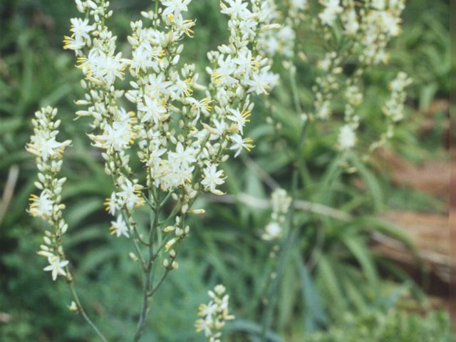 TÌNH YÊU CÂY CỎ ĐV4 - Page 44 Chlorophytum-krookianum-spikes-of-white-flowers