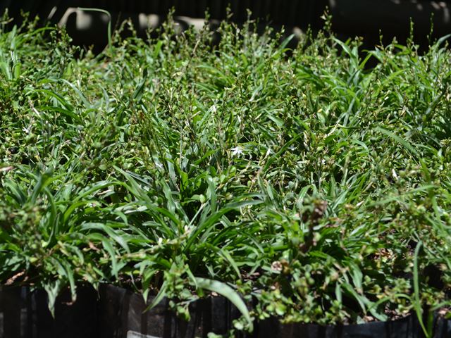 Chlorophytum modestum Small Chlorophytum umathunga wehlathi omncane