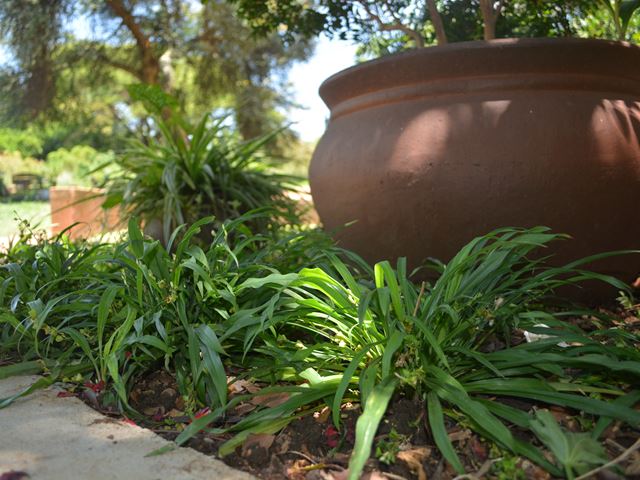 Chlorophytum modestum Small Chlorophytum umathunga wehlathi omncane