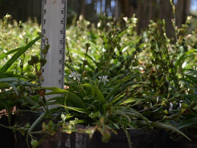 Chlorophytum modestum low growing groundcover shade
