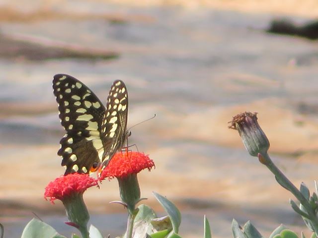 Citrus Swallowtail on Kleinia fulgens