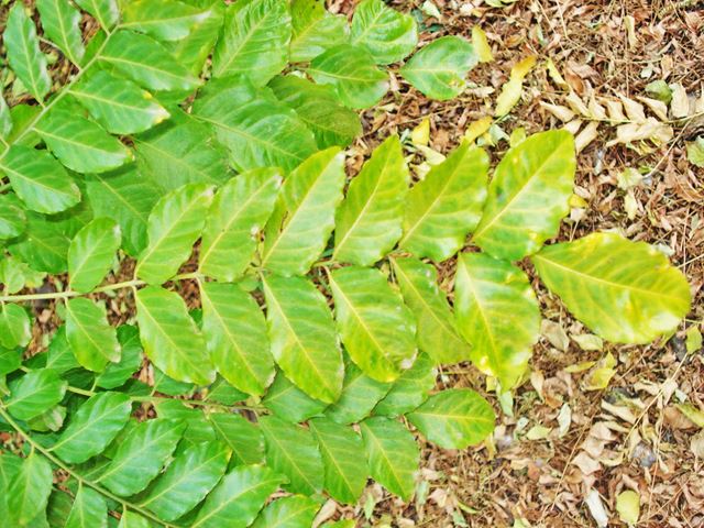 Clausena anisata compound leaves