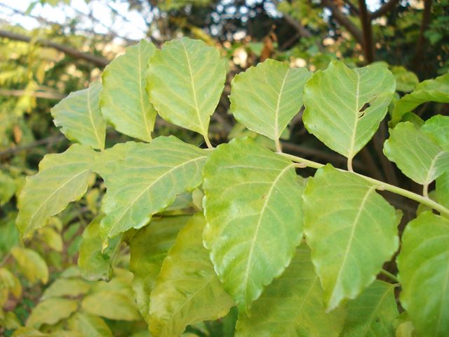 Clausena anisata leaves 