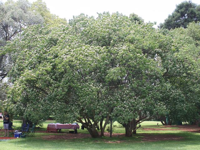 Clerodendrum Volkameria glabrum small tree large shrub
