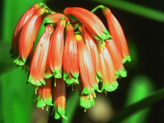 Clivia gardenii flower