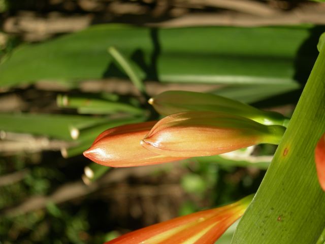 Clivia miniata flower bud