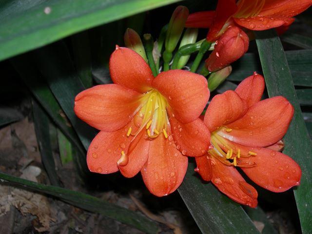 Clivia miniata flower