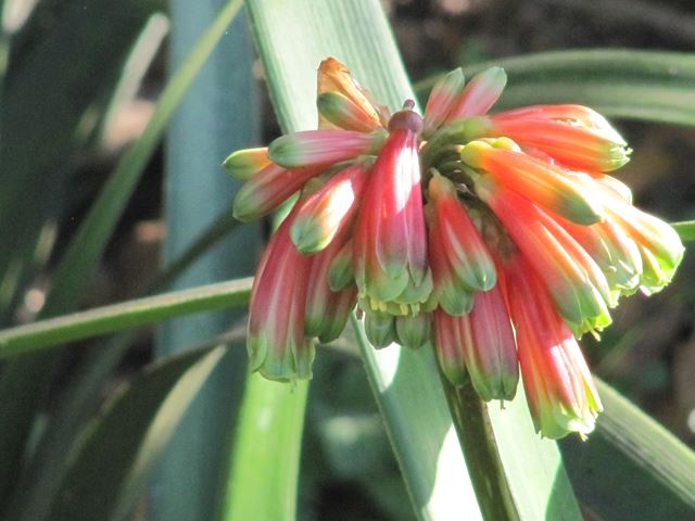 Clivia nobilis flowers