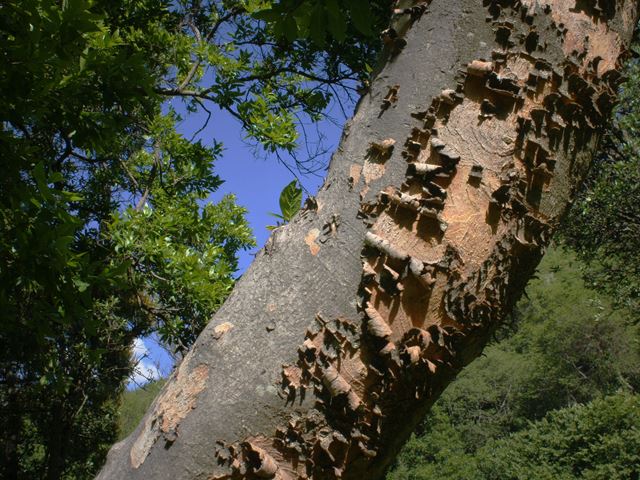 Combretum erythrophyllum River Bushwillow peeling bark