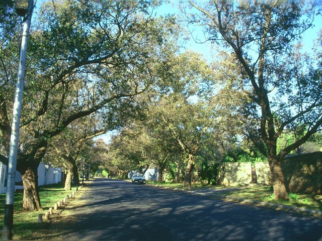 Combretum erythrophyllum avenue of trees