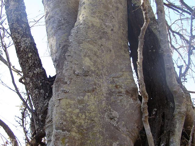 Combretum erythrophyllum stems