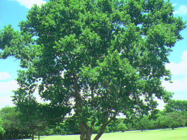 Combretum erythrophyllum tree 1