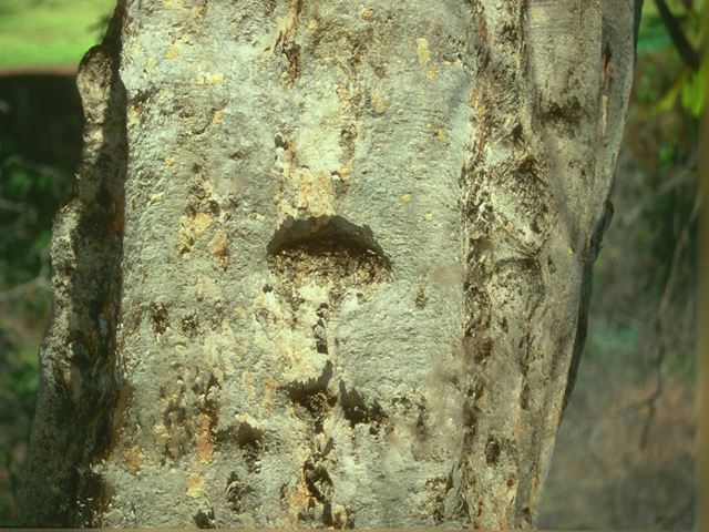 Combretum erythrophyllum tree bark 1