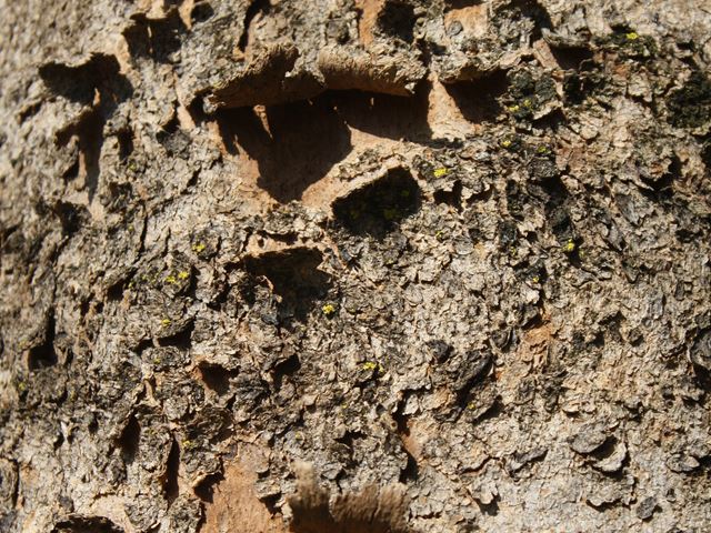 Combretum erythrophyllum tree bark