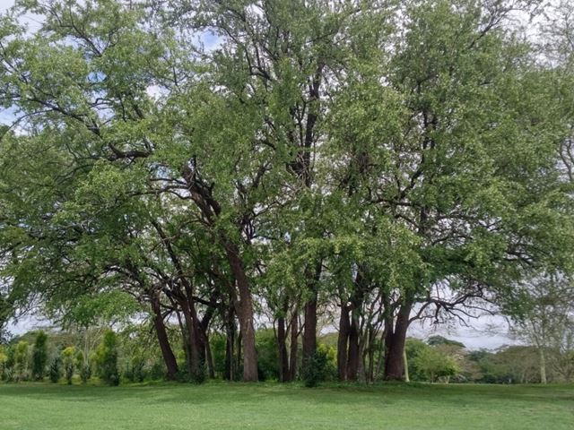 Combretum imberbe cluster on landscaped Sabie golf course