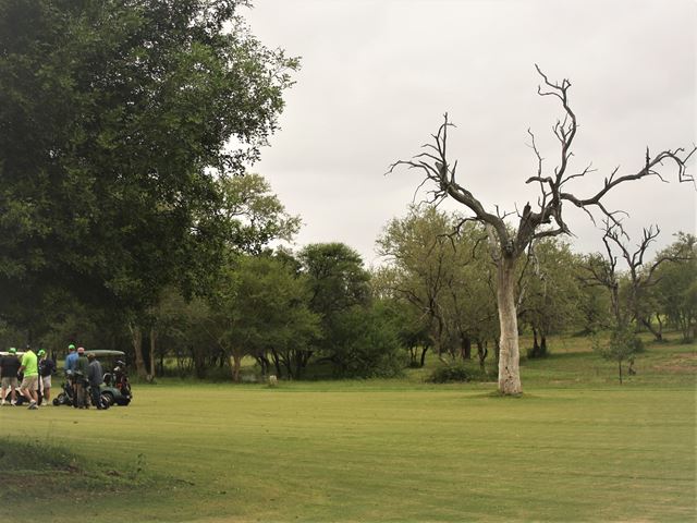 Combretum imberbe dead Leadwood Sesambos golf course Limpopo