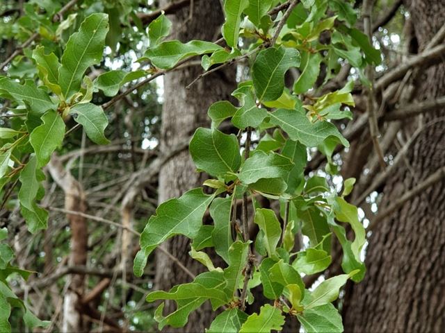 Combretum imberbe leaves of Leadwood tree