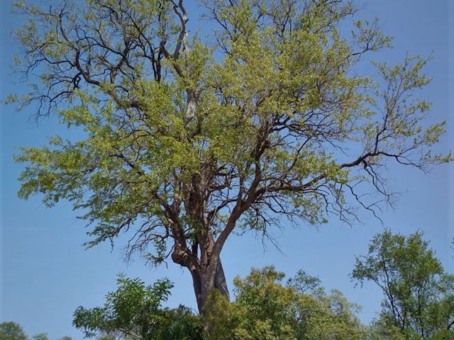 Combretum imberbe natural habitat in Kruger National Park