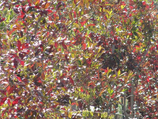 Combretum kraussii autumn leaves 3
