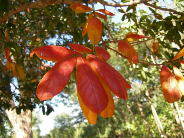 Combretum kraussii autumn leaves 5