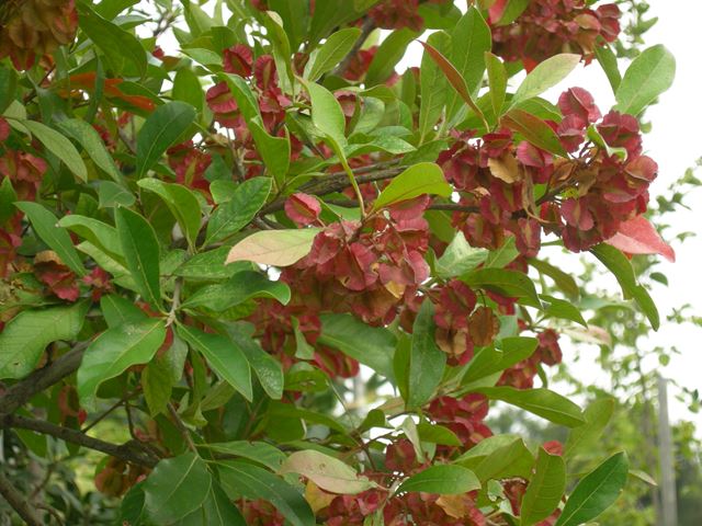 Combretum kraussii tree autumn foliage 1