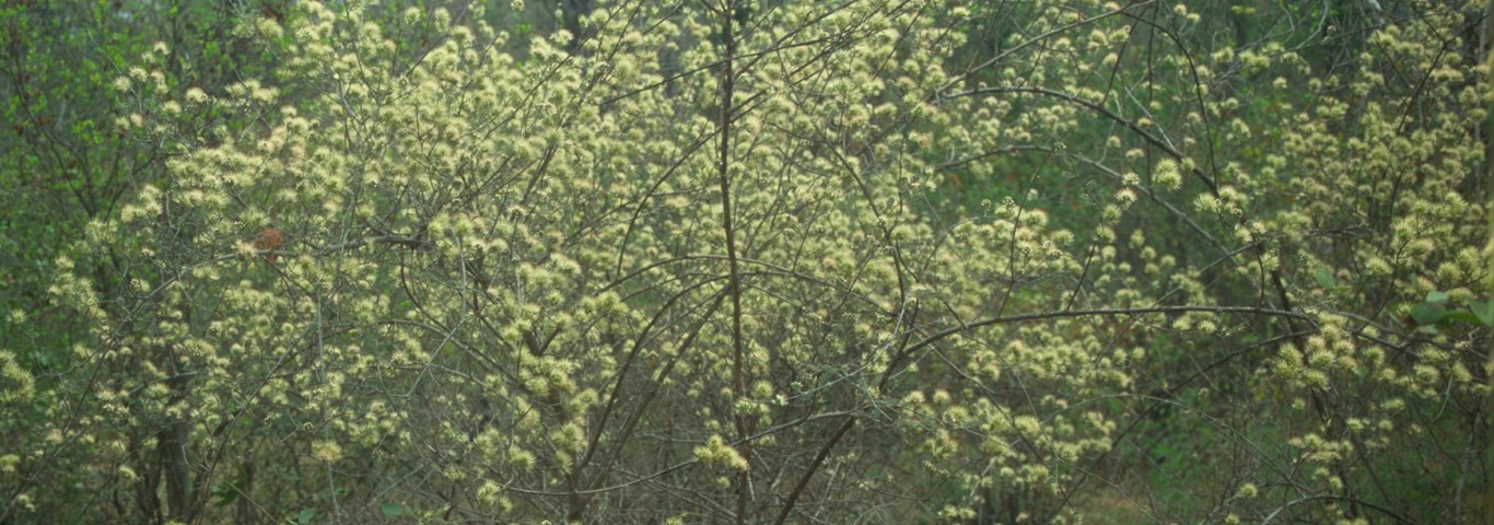 Combretum mossambicensis
