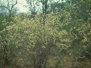Combretum mossambicensis