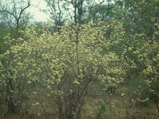 Combretum mossambicensis flowers jpg