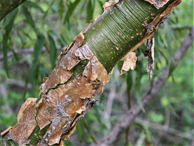 Commiphora harveyi bark stem