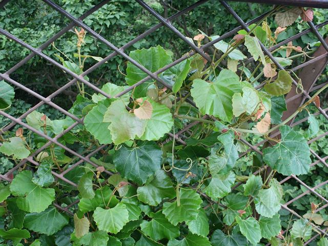 Common Forest Grape tendrils on indigenous climbing plants