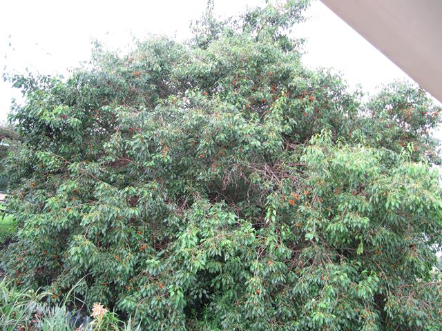Cordia caffra tree fruit 2