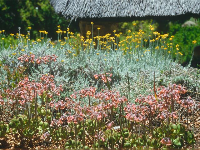 Cotyledon orbiculata flowers jpg