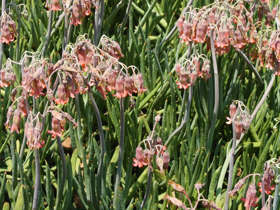 Cotyledon orbiculata flanaganii Varkore Pig,s Ear