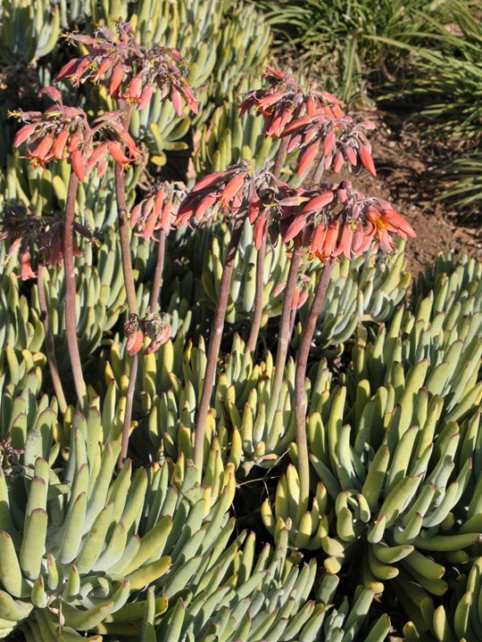 Cotyledon orbiculata flanaganii Varkore Pig,s Ear