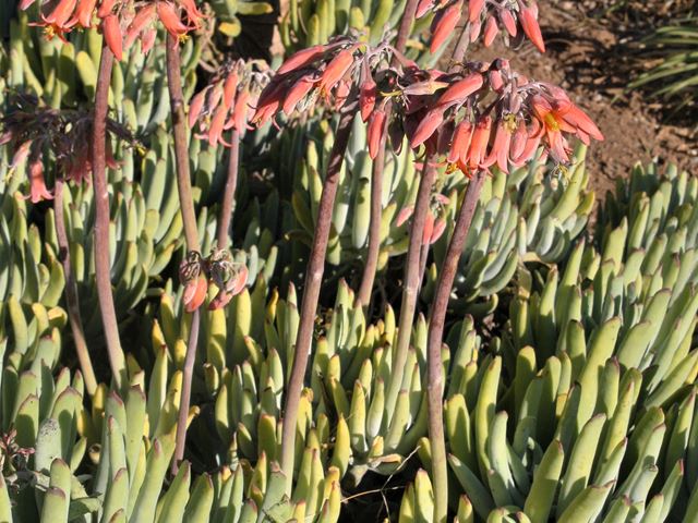 Cotyledon orbiculatum Flaniganii hardy indigenous succulent