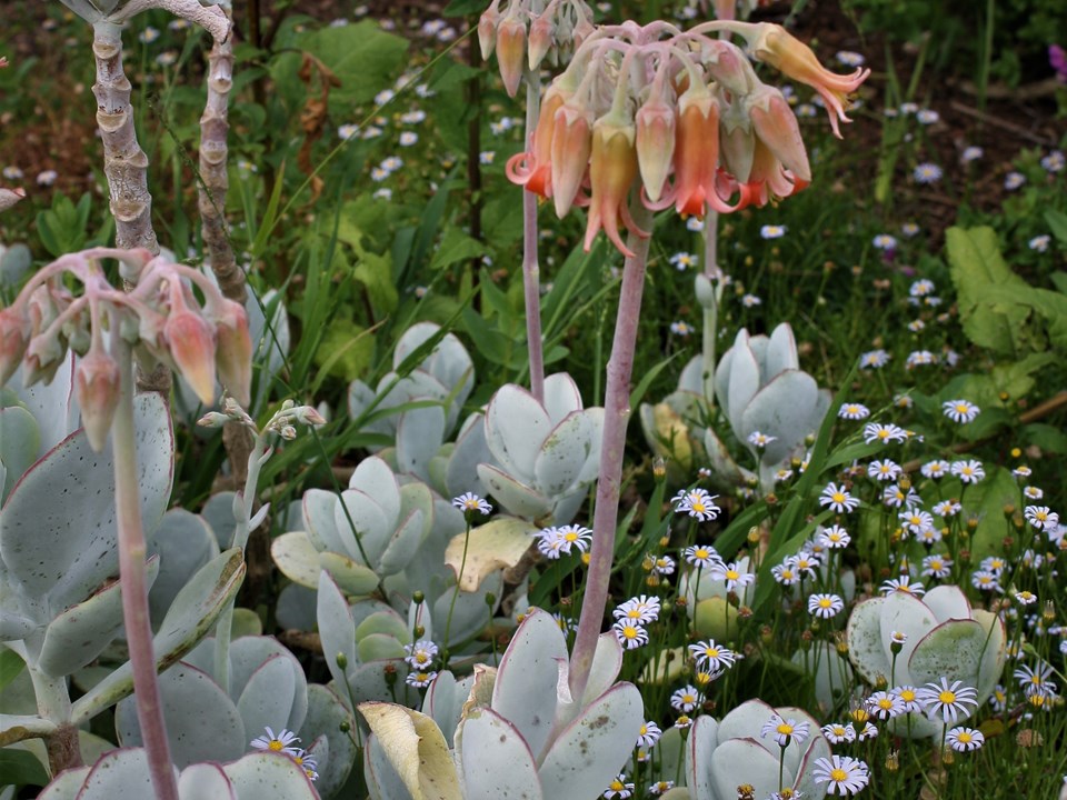 Cotyledon orbiculata Varkore Pig's Ear