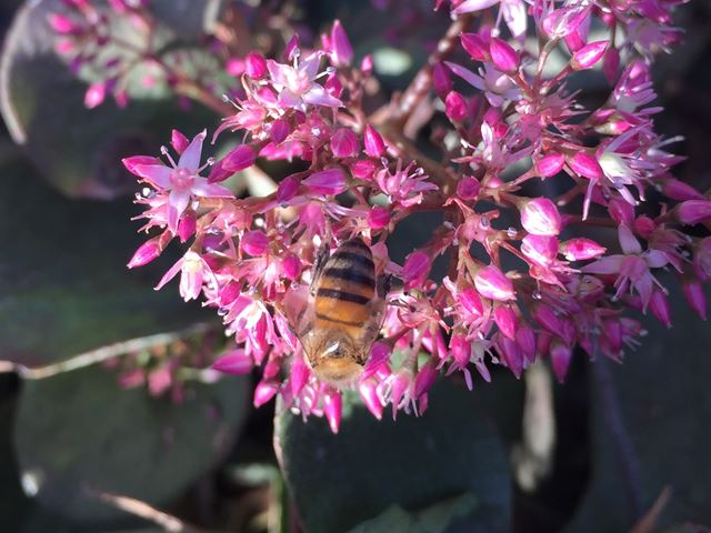 Crassula multicava excellent bee plant