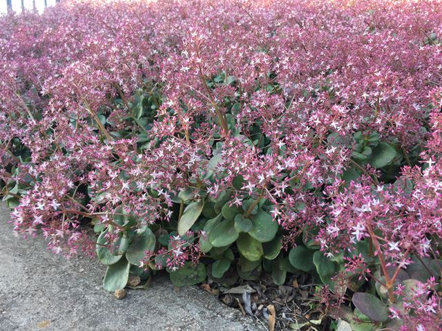 Crassula multicava flowering shade groundcover