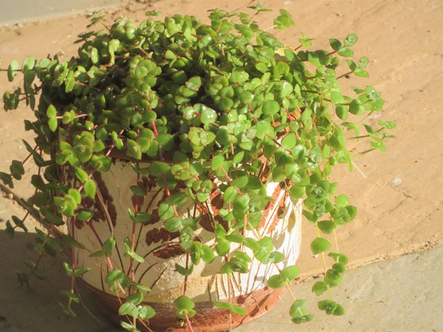 Crassula pellucida subsp marginalis succulent for sun and shade