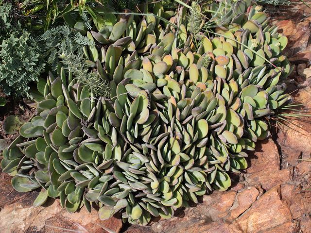 Crassula swaziensis extremely hardy low growing succulent
