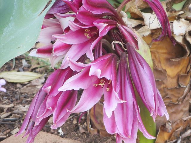 Crinum bulbispermum flower deep pink 2